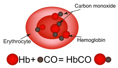 CO tạo phức với hemoglobin